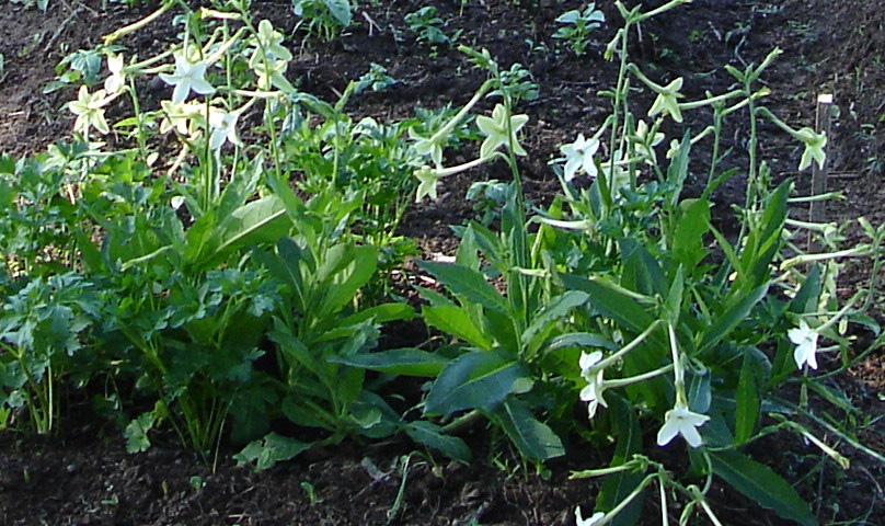 Nicotiana Affinis